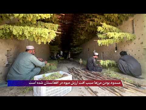 مسدود بودن مرزها سبب افت ارزش میوه‌ در افغانستان شده است