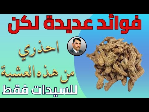 عشبة رجل الاسد لمشاكل الرحم والافرازات المهبلية