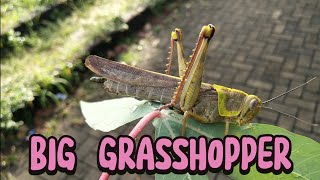 I Found A Big Grasshopper