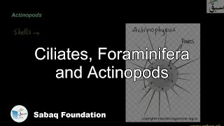 Ciliates, Foraminifera and Actinopods