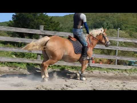 売約済*4才牝モンブラン 2025/09/16