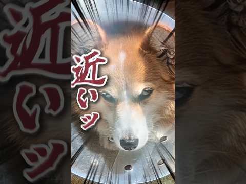 光の神様ごっこ #柴犬スティーブ