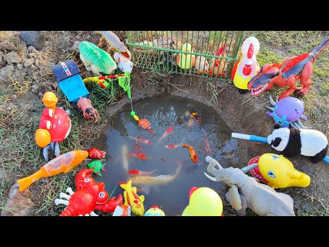 Fishing for colorful ornamental fish, koi fish, betta fish, Brazilian turtles, cute chicks, ducks