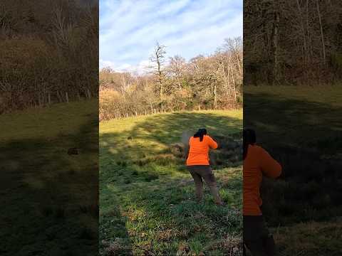 Elle prélève le dernier sanglier de la saison ! She shoots the last boar of the season ! #hunting