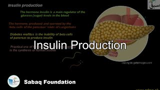 Insulin Production