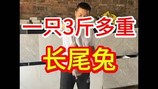 送一只3斤多重的长尾兔，表达一下心意，感谢大家的支持或信任！