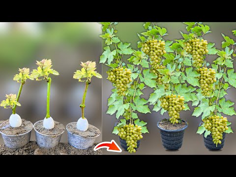 STOP Buying Grapes! Grow Your Own Grapes from Branches in Eggs