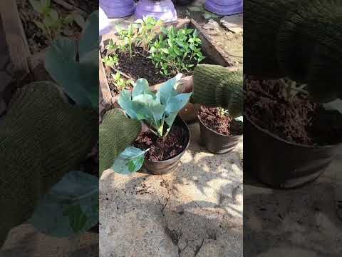 cara tercepat menanam bunga kol 🌱#gardening #berkebun #shorts