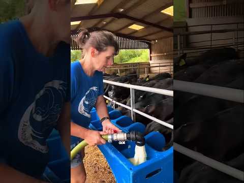 Así es el sistema que alimenta a los terneros hoy en día #shorts #agricultura