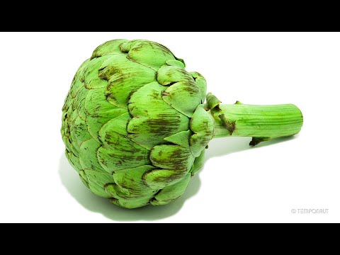 Artichoke