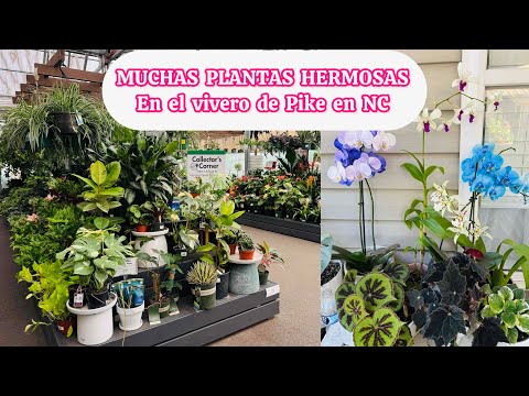 Este vivero tiene de todo orquideas, Monsteras, alocasias y más plantas hermosas
