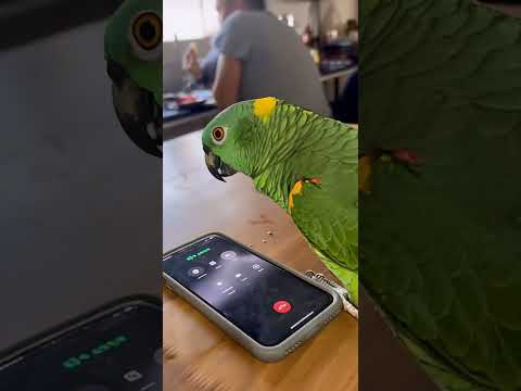 Loro llama a la policía 🚓 por 'tortura psicológica' de su dueño 😂 #parati #humor #lorohablador