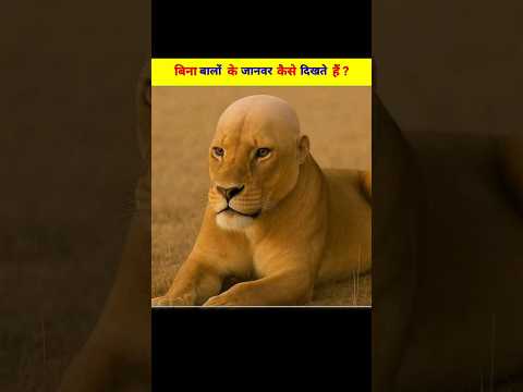 बिना बालों के जानवर ऐसे दिखते हैं 😱| Hairless Animals You Won’t Believe | #hairlesscat #facts