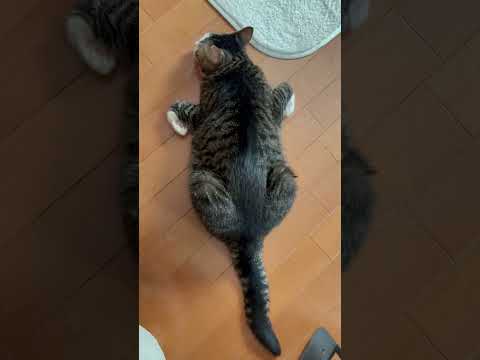 猫の動画サムネイル - 何これ？