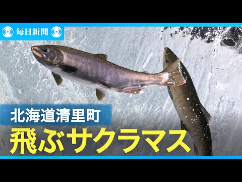 産卵に向けジャンプするサクラマス　北海道