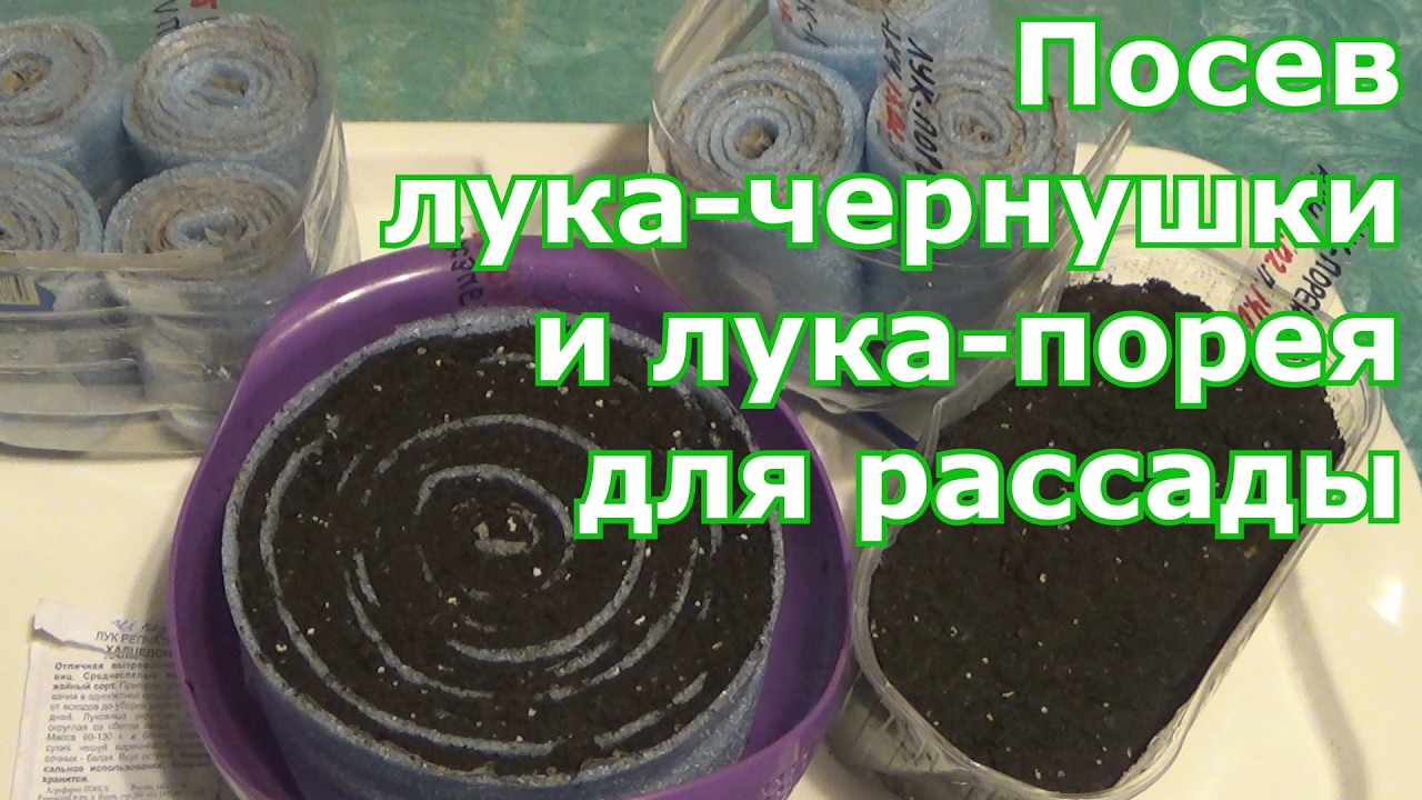 Разные способы посева лука-чернушки и лука-порея. В улитки (самокрутки, в грунт, на бумагу