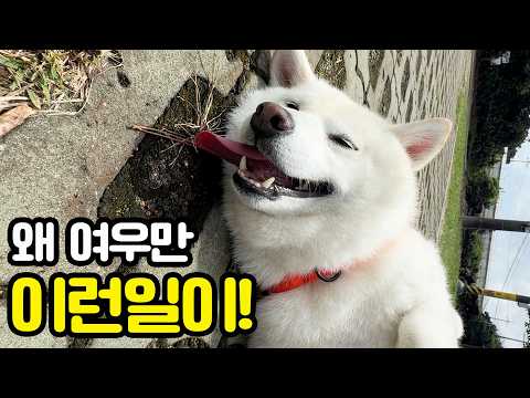 여우만 왜 그런걸까요? ㅠㅠ