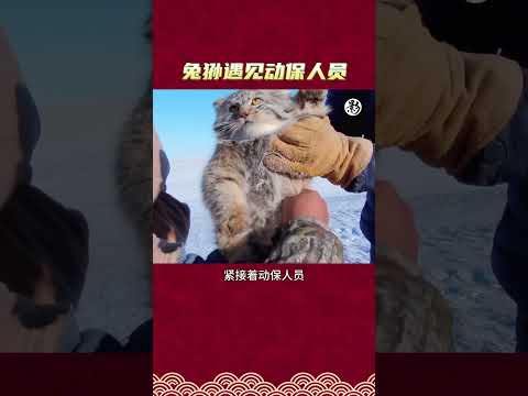 兔狲遇见动保人员检查