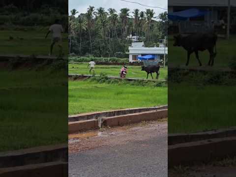 ???പശു കുത്താൻ വന്നാൽ ?ഇതിനെ ഒക്കെ ആണ് കണ്ടം വഴി ഓടുക #viral #funny