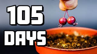 From Fridge to Life: Watch This Crabapple Tree Grow (Time-Lapse)