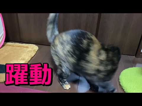 ソレンシアの効果持続！テンション高い熟女猫