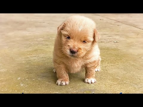 Stray Puppy Rescued from the Road, Brought Home and Lovingly Cared for, Adding Joy to Life.