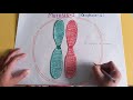 Meiosis and Chromosome Structure Concepts