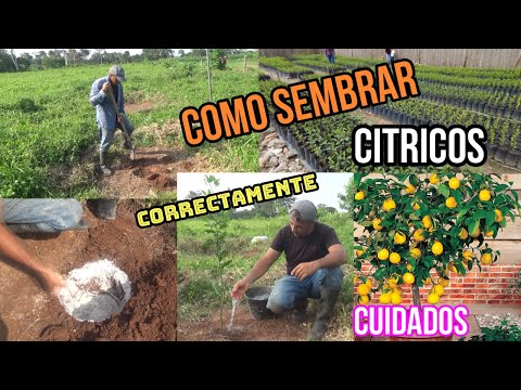 COMO SEMBRAR plantas de CITRICOS Tiempo Correcto, cuidados,🌱 Limón NARANJA MANDARINAS🍋