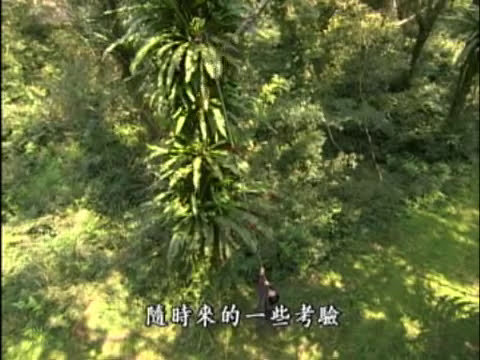 公共電視 我們的島─附生植物的求生法則 - YouTube(13分)