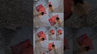 #viralsong #viral #viralvideo
