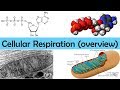 Cellular Respiration Concepts