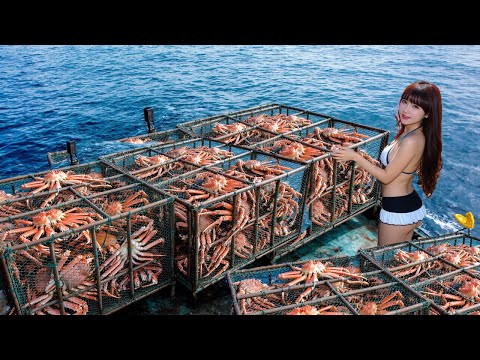 King Crab Fishing Amidst Fierce Waves and Fierce Storms – The Life of a European Fisherman