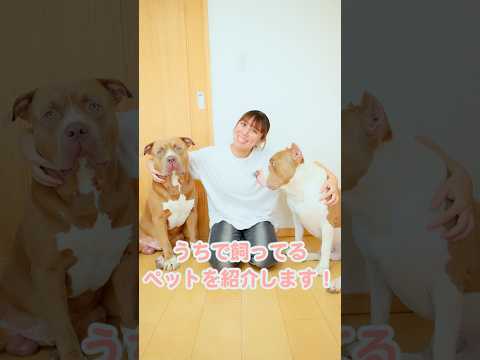 ペットを全員紹介！ピットブルにトカゲに亀ちゃん！【ペット】#shorts