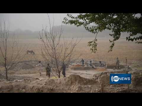 Autumn in Sholgara: Farmers harvest crops as rural life continues