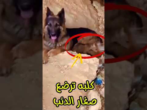 ููุจุฉ ูู ููู
ุชุทูุน ุงูุฌุจู ูุฅุฑุถุงุน ุตุบุงุฑ ุงูุฏุฆุจ ๐ค๐ค๐ค