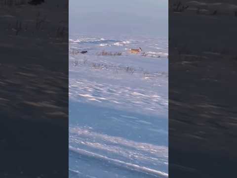 СОБАКИ НАПАЛИ НА КОСУЛЮ. Одичавшие собаки зло, сбиваются в стаи и наносят большой урон дикой природе