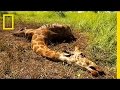 Giraffe Conservation and Poaching Crisis