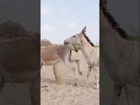 #animals #anmals #shortvideos #goat #comedyshorts #travel #cow #comedyvideos #funny #cowgoat #shorts