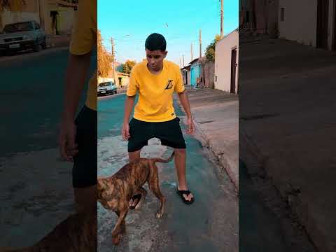 quando o cachorro é Mais manso que o dono