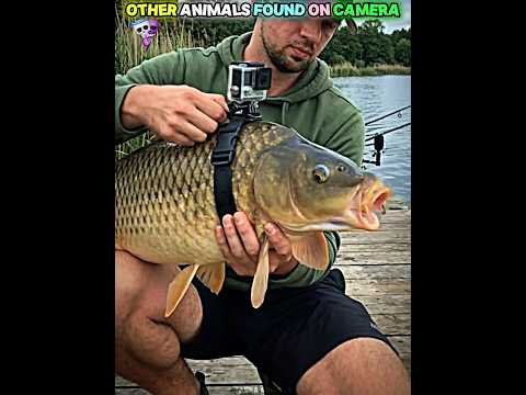 Other Animals Found On Camera vs This One ๐ #edit #trollface #troll #usa #trending #fyp #animals
