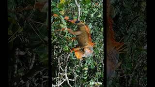 HOWLER MONKEY'S IN COSTA RICA