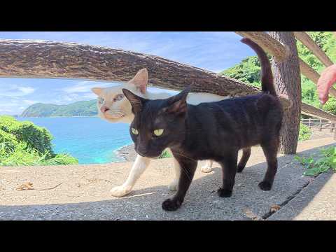 仲良し猫カップルが美しい海が見える道でデートしていた