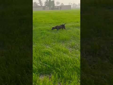 hunting Quail with best pointer dog $ batair Ka Shikar$neating in Pakistan 2024#shorts