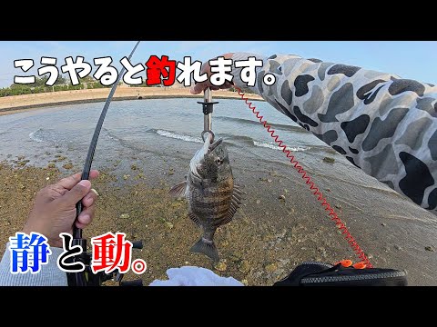 チニングで真昼間に22匹釣った釣り方を解説します。