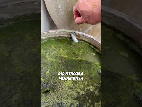 Ikan Itu Selalu Di Tarik Ke Dalam Lumut! #fish #fishing