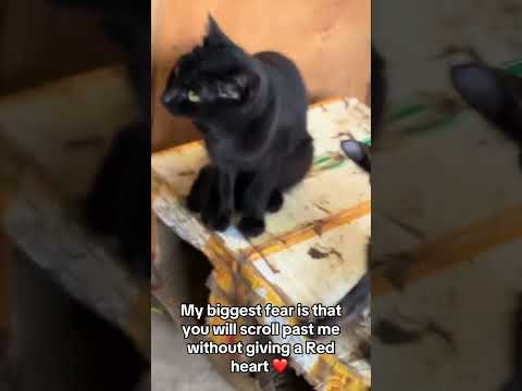 OUr Donation link is in bio#helpmeplease#catrescUelocc #rescuecatsrock