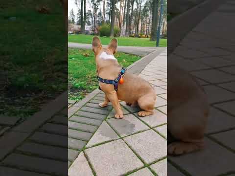 #bulldogfrances #frenchbulldog #tandemmtb #bulldog #pets #puppy #frenchbulldoglife #frenchie #poki