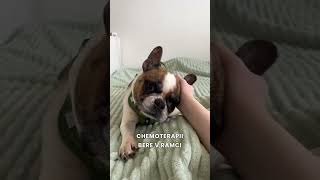 Zabírá Langustě chemoterapie? 😳