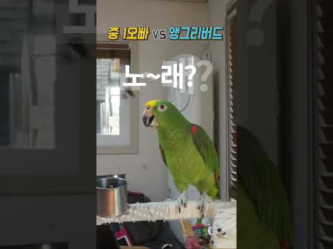 중 1오빠 VS 앵그리버드별이      과연 누가? 이길까요?