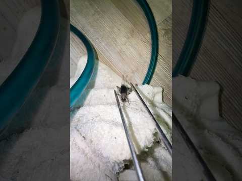 I found Felix the cricket